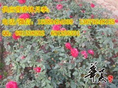 小苗和大苗, 有区别