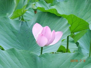 荷花：出淤泥而不染， 濯清涟而不妖