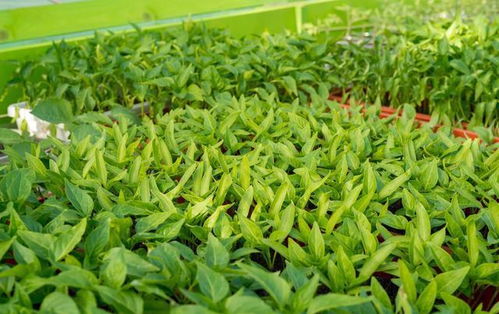 辣椒树浇水的讲究