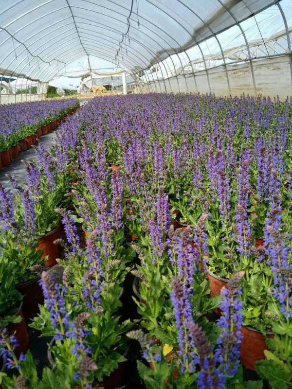 雁塔区花卉市场具体位置在哪里？