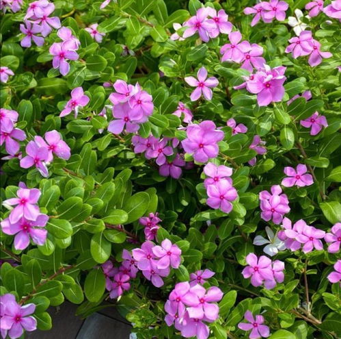 高温下的开花奇迹