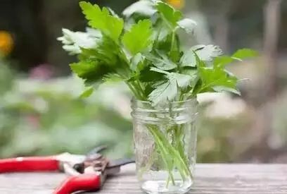 睡莲发芽到开花多久？