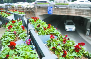 桥底植物的生存智慧