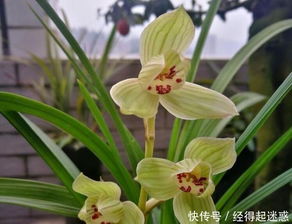 夏天兰花晒太阳的小秘密