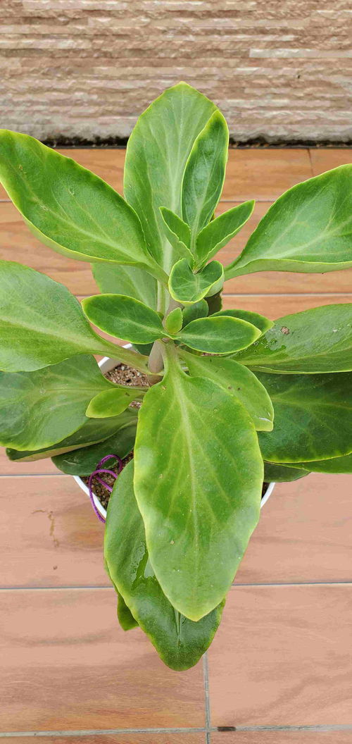 毛叶花卉，你认识哪些？