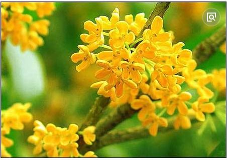 温度与发芽的秘密