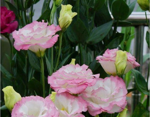 洋桔梗：美丽耐寒的花卉