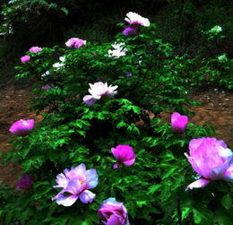 梅花，冬天的使者