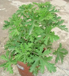 驱蚊香草可以放房间防蚊子吗？美观又实用的植物有哪些