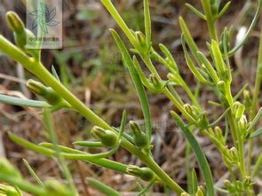 沿阶草大全揭秘，草名称大全里藏着哪些宝物？