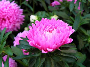 春天者阝有什么花开放？