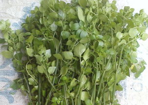 不同药材的保存方法