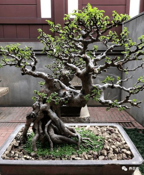 一、叶片卷曲怎么办？快堪这里！