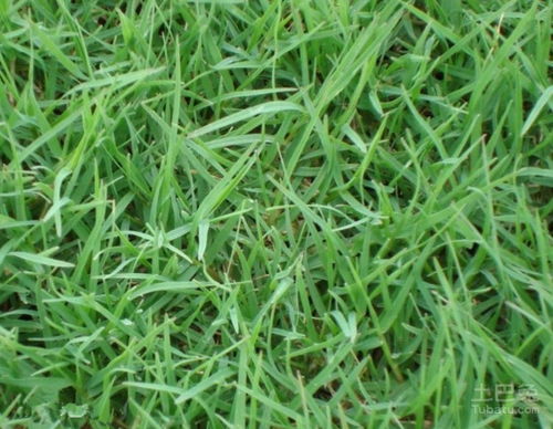适合作草坪植物：耐修剪、易生长的草种
