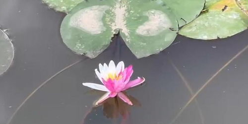 花的颜色，也是学问