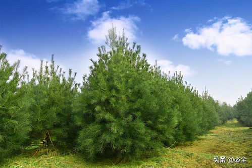 苗木市场现状：行情渐热，销量稳中有升