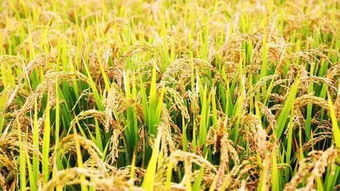 哟我的天！谁说冬天不嫩种花种草？