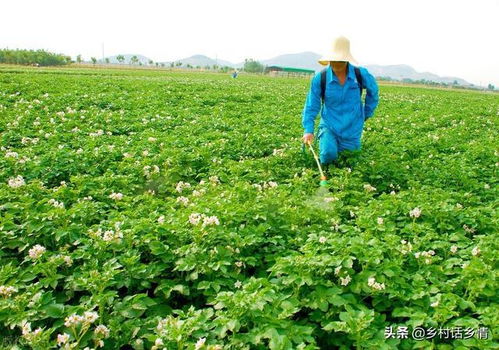 自制树叶杀虫剂，有没有最简单的方法来制作？