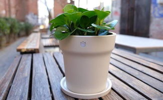 懒人花盆， 种植乐趣多