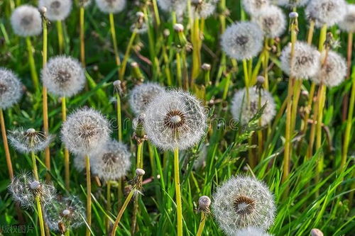 “利用微生物防治蒲公英病害，如何实现高效与环保
