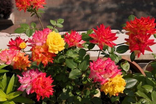 红色达芬奇：一款让人心花怒放的花儿