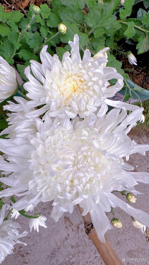 白菊花的花语和象征意义具体是什么