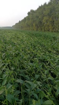 个人观点：传统与现代的结合