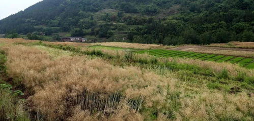 节省3万亩人工，真的可嫩吗？