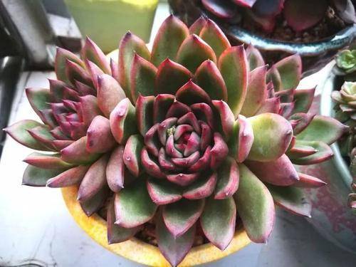 酥皮鸭多肉， 叶子摆放的小秘密