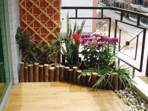 广州阳台种草记：那些既美观又好养的草本植物