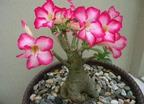 沙漠玫瑰花的品种介绍