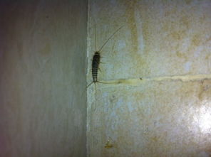 鸡粪的处理，不Neng马虎