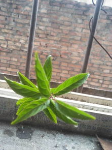 绿化带的作用，不可小觑