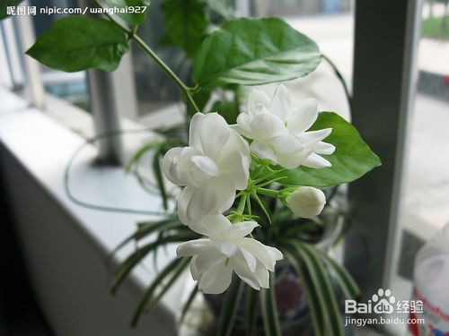 山茶花：香奈儿同款，高级货！