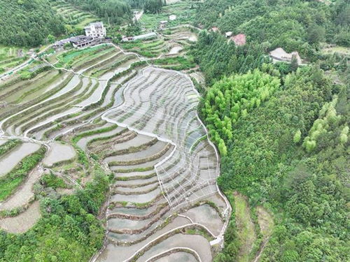田螺养殖：家庭生态养殖新选择