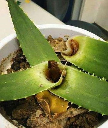 如何简单处理芦荟长得过高的问题？掌握3个实用技巧