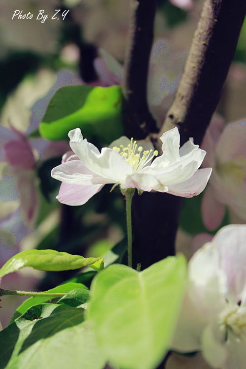 莲花与海棠花的LOGO设计：艺术与商业的结合