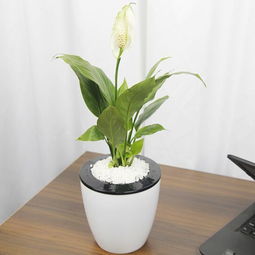 竹子的快速生长