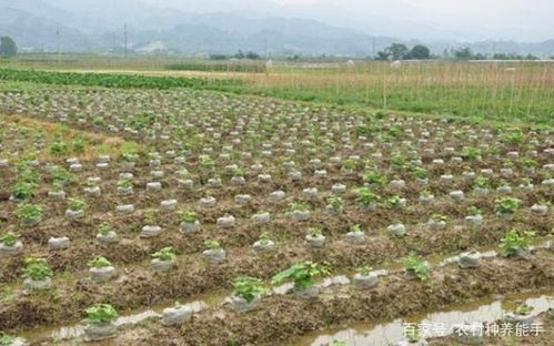 葛根种植多长时间后其块根达到采收标准