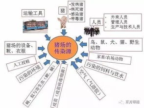 生猪免疫后管理：免疫监测、饲养管理、环境控制、疫病防控
