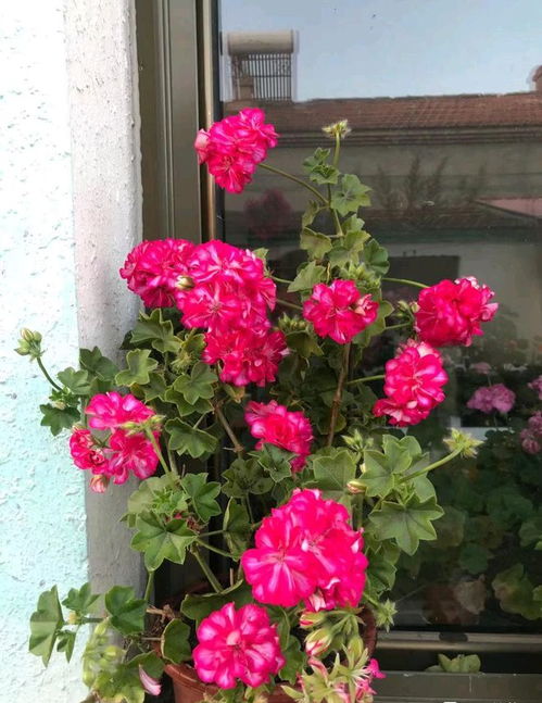 对土壤厚度要求非chang低