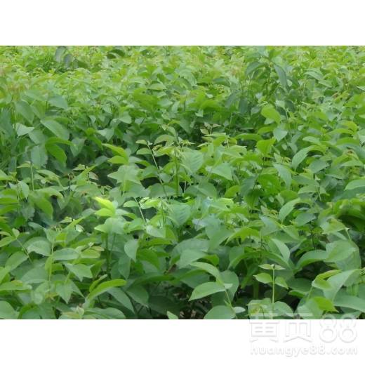 惯与山楂小树苗的种植时节探讨