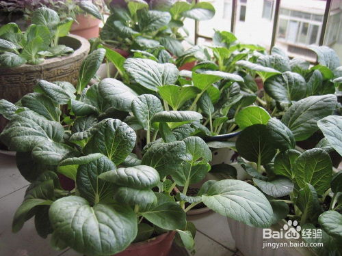 清明农忙，种瓜点豆