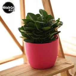 懒人花盆的禁忌