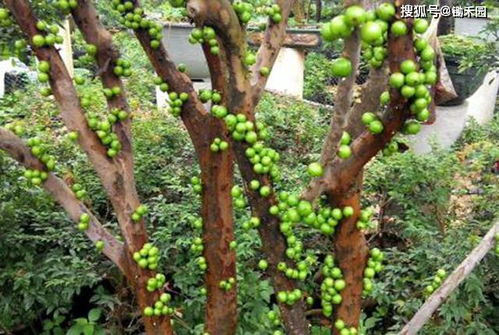 揭秘花卉市场：嘉宝果种植成本分析及价格趋势！