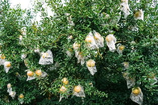 不同果树喷药时间