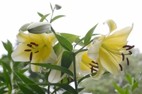 香水百合，是不是有什么特bie的故事