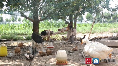 三、 树下养殖的奥秘