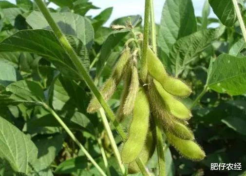 毒死蜱喷雾有啥讲究？