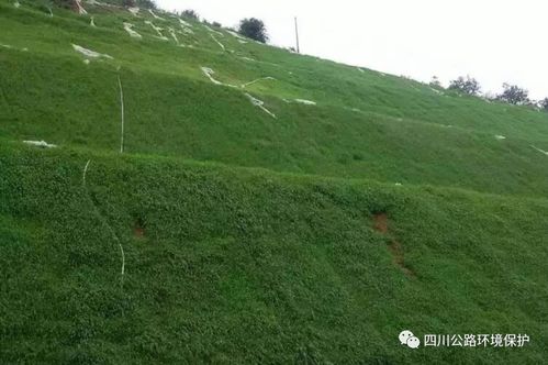 高寒区种植的挑战与机遇